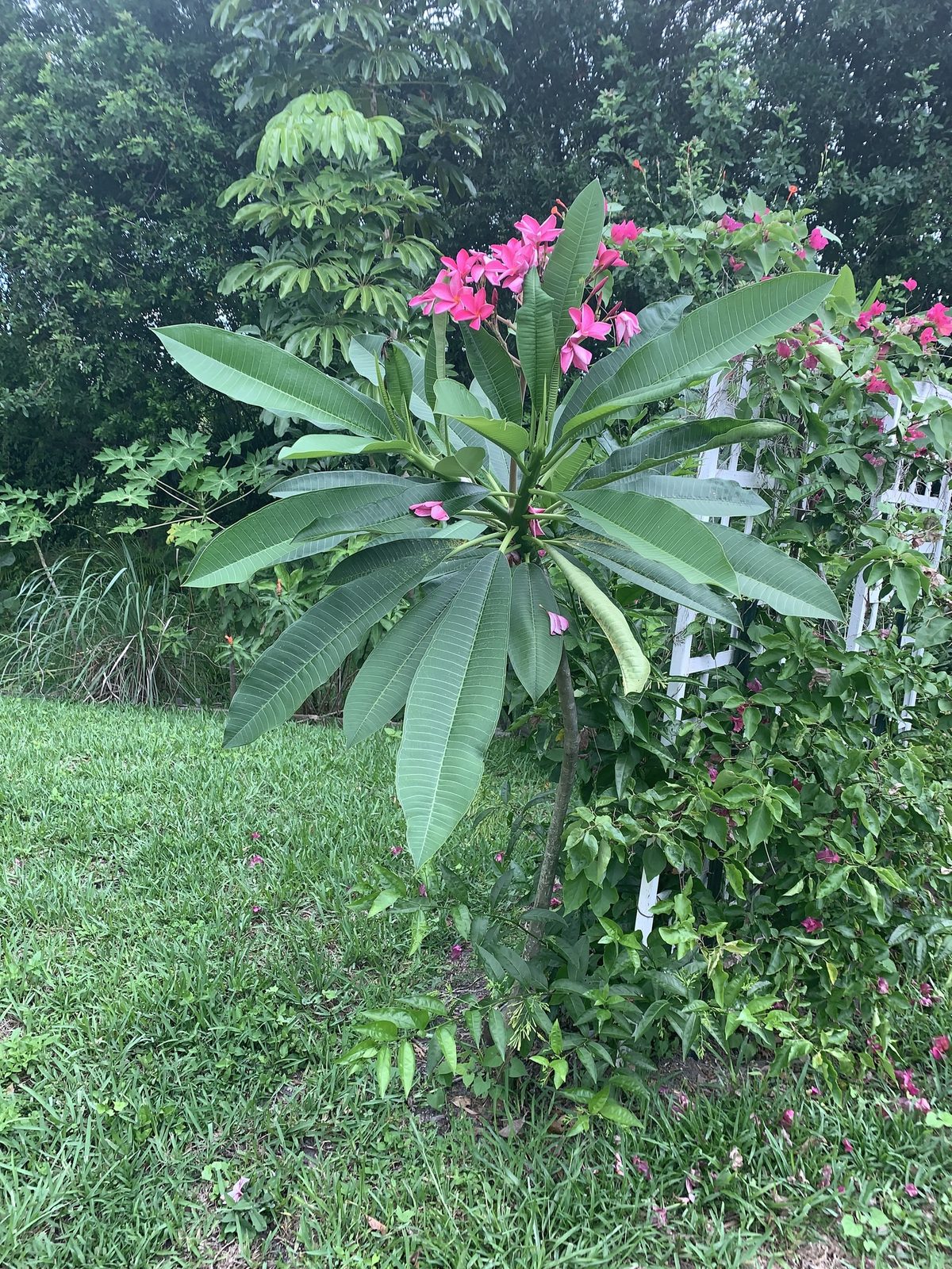 Landscaped garden with plumeria detail, paver project setting